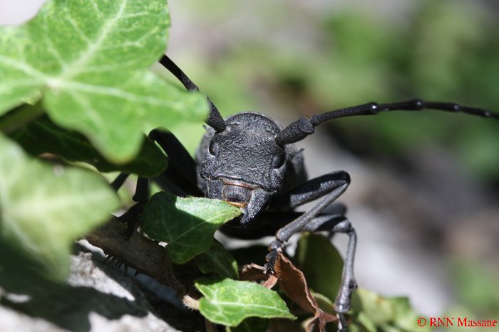 compr rhagium