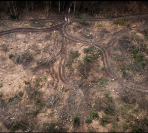 Juin 2026 Coupes rases et scolytes dans le Jura