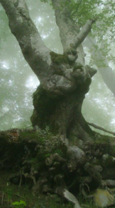 Août 2026 Vieilles forêts : « elles seront les dernières à brûler »