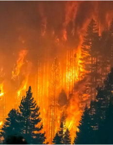 Septembre 2026 Soirée spéciale « Sauvons nos forêts » sur France 2