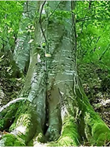 Septembre 2026 Sortie nature en vieille forêt