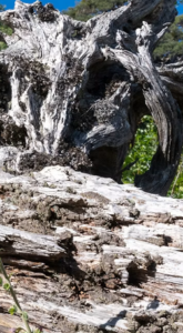 Septembre 2026 Y a t’il trop de bois mort dans nos forêts ?